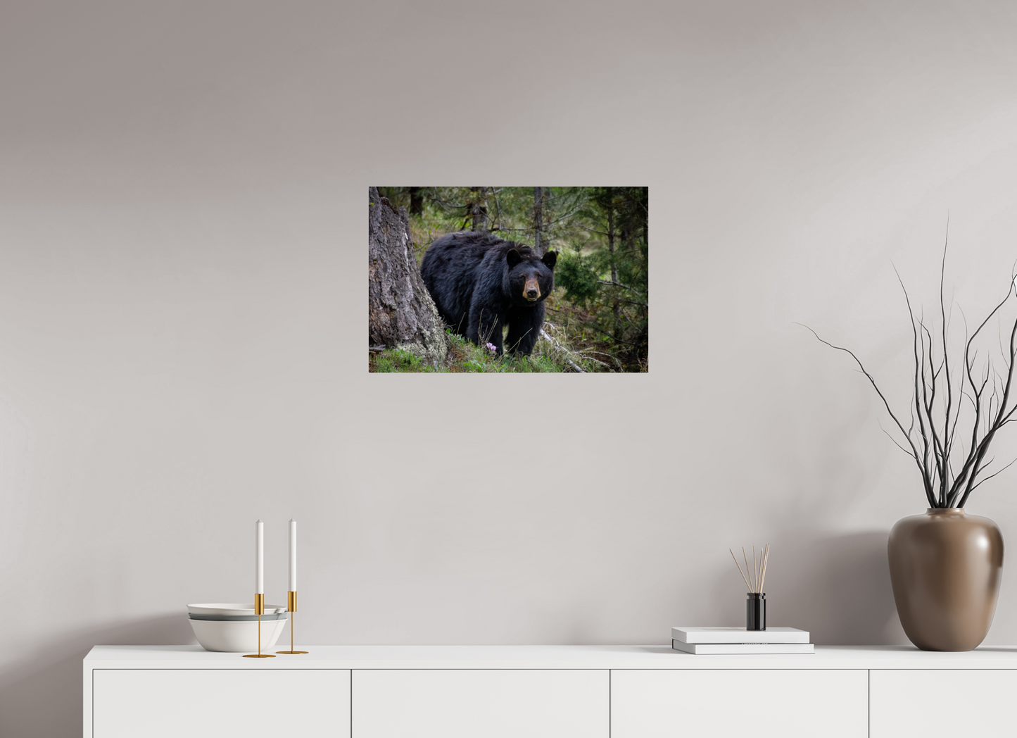 Black bear stare