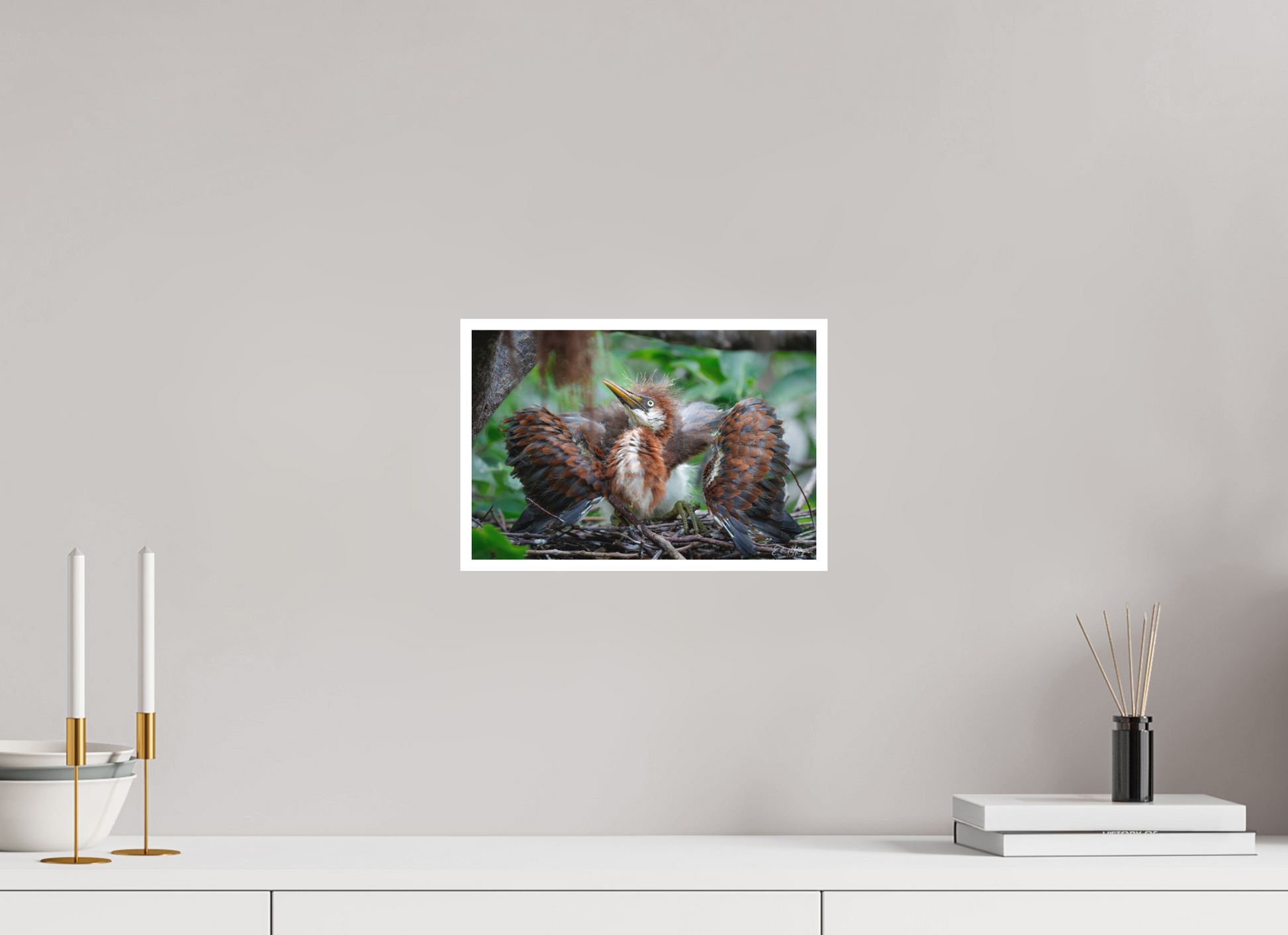 12 x 8″, Fine art print "Finding My Wings" - Tricolored Heron