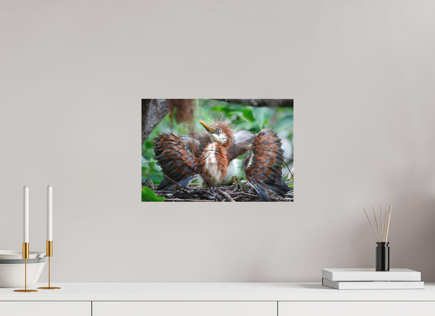 15 x 10″, Canvas "Finding My Wings" - Tricolored Heron
