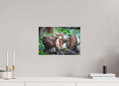 15 x 10″, Canvas "Finding My Wings" - Tricolored Heron