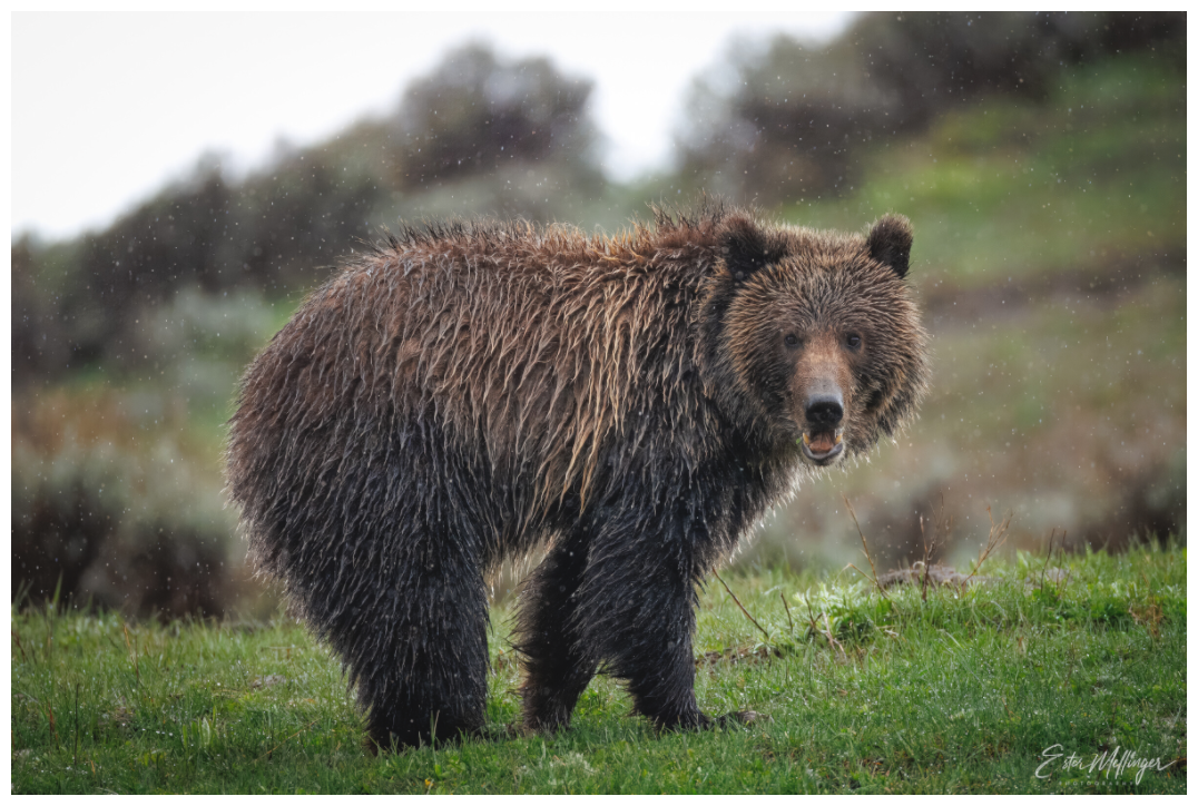 Main image "Stormy Charm" - Grizzly Bear