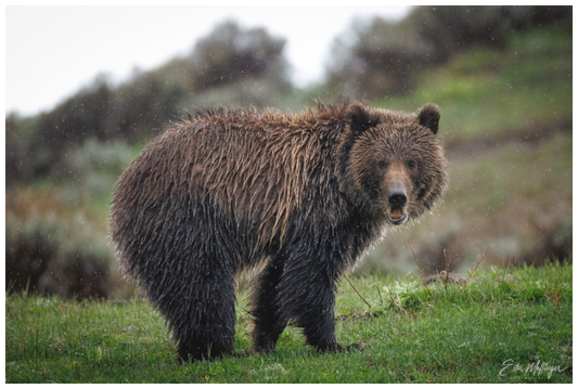 Main image "Stormy Charm" - Grizzly Bear