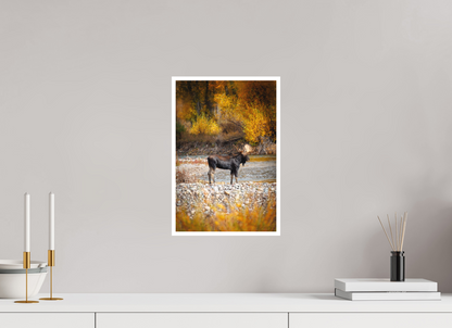 10 x 15″, Fine art print "King of the Colors" - Bull Elk, Gros Ventre River