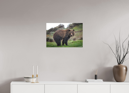 24 x 16″, Canvas "Stormy Charm" - Grizzly Bear