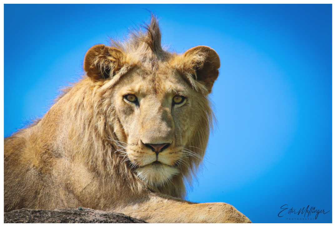 Main image "The Monarch" - Lion of the Blue Sky