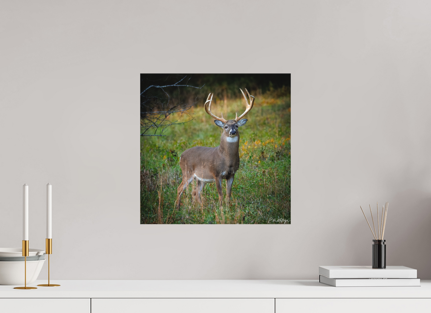 15 x 15″, Canvas "Majesty of the cove" - White-tailed Buck