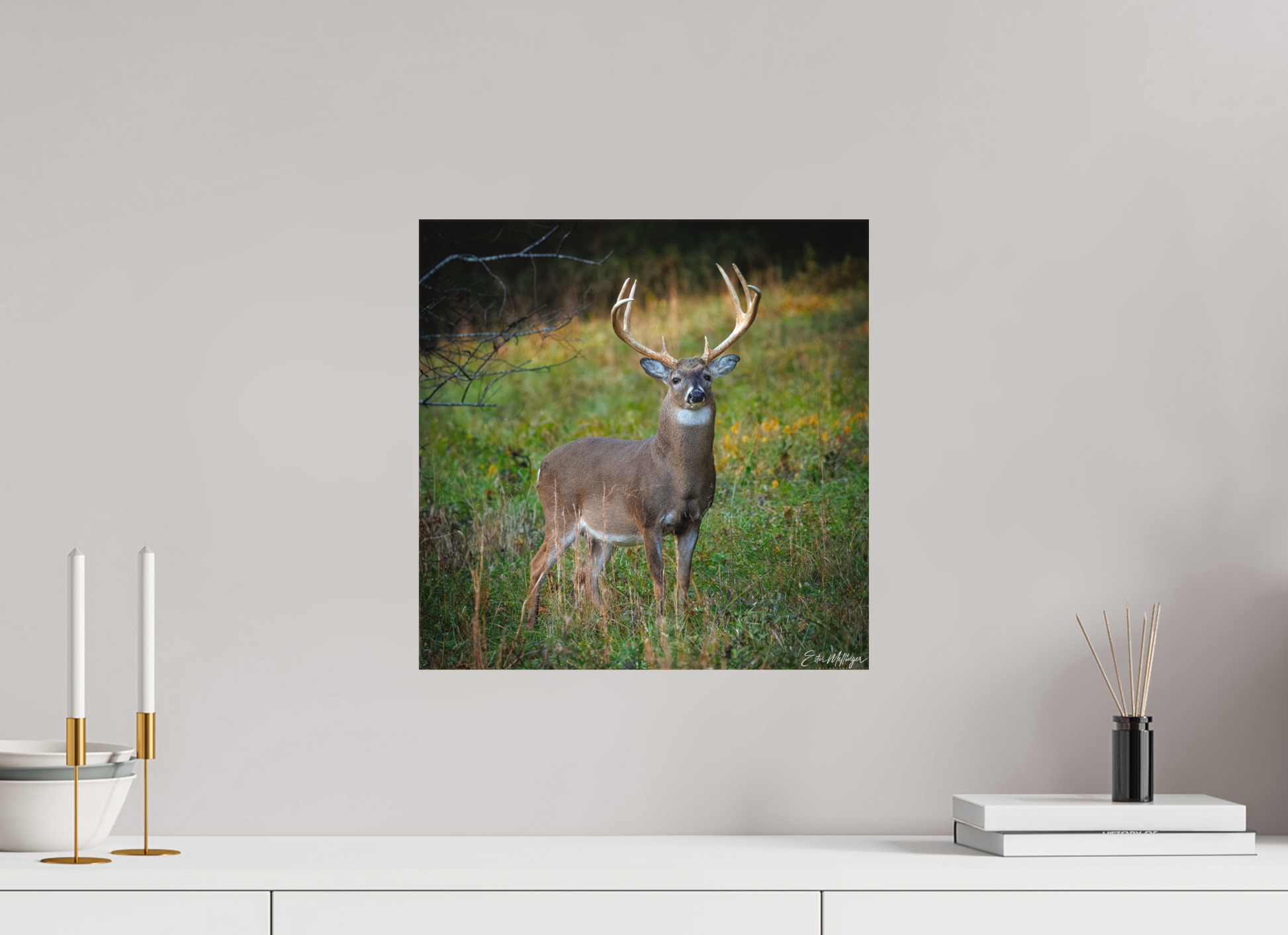 15 x 15″, Canvas "Majesty of the cove" - White-tailed Buck