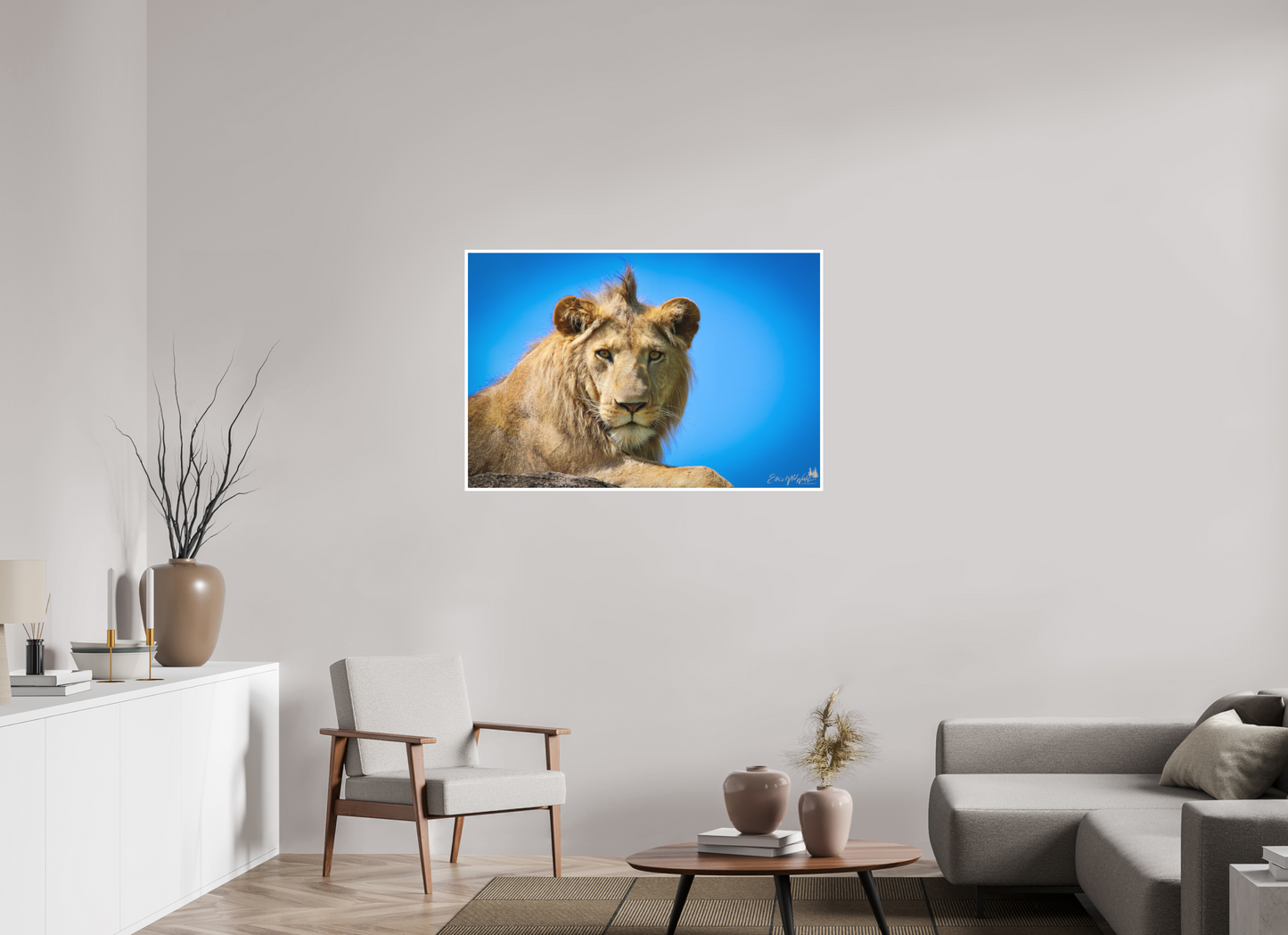 Lion stare