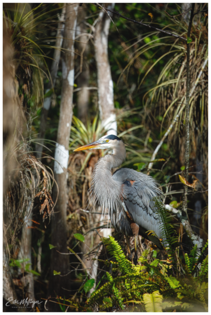Main image "Swamp Sentinel" - Great Blue Heron