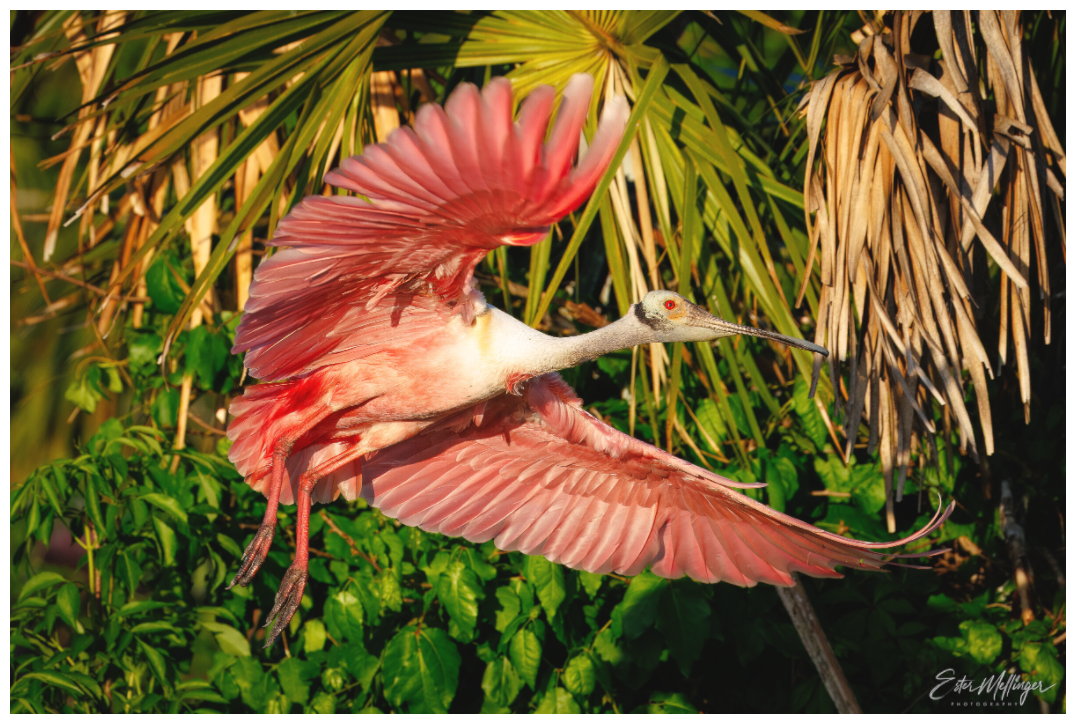 Main image "Brushstrokes of Pink" - Roseate Spoonbill