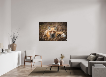 Bedded down fox