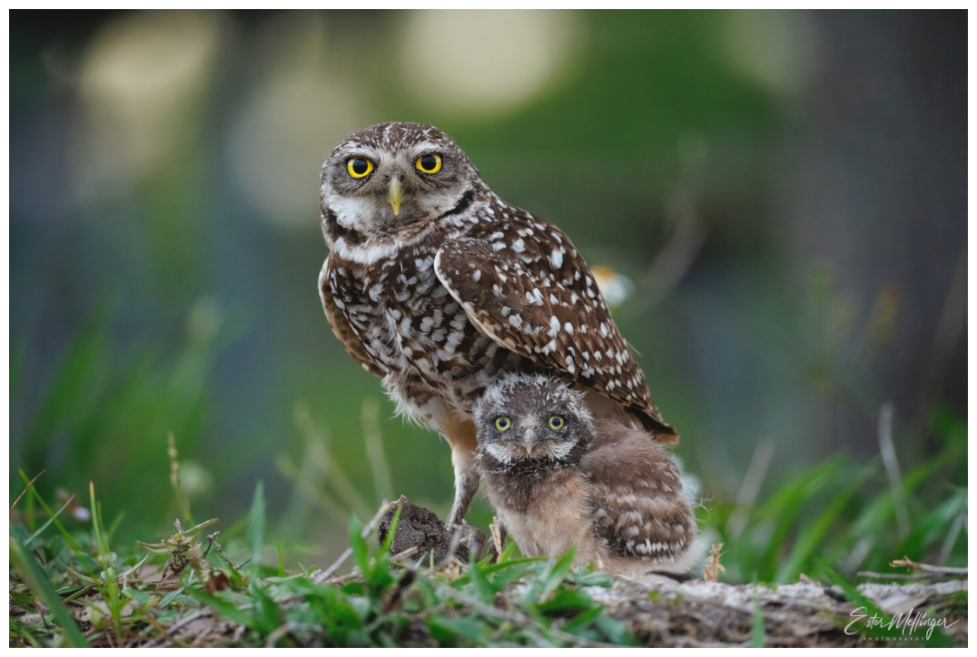 Main image "Burrowlight" - Burrowing Owls
