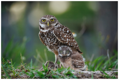 Main image "Burrowlight" - Burrowing Owls