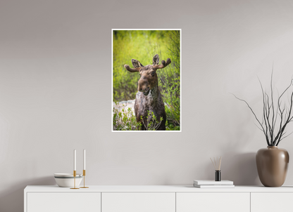 Smiling moose