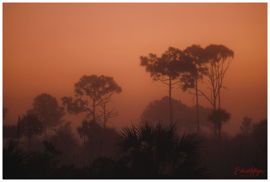 Main image "First Light" - Big Cypress Sunrise