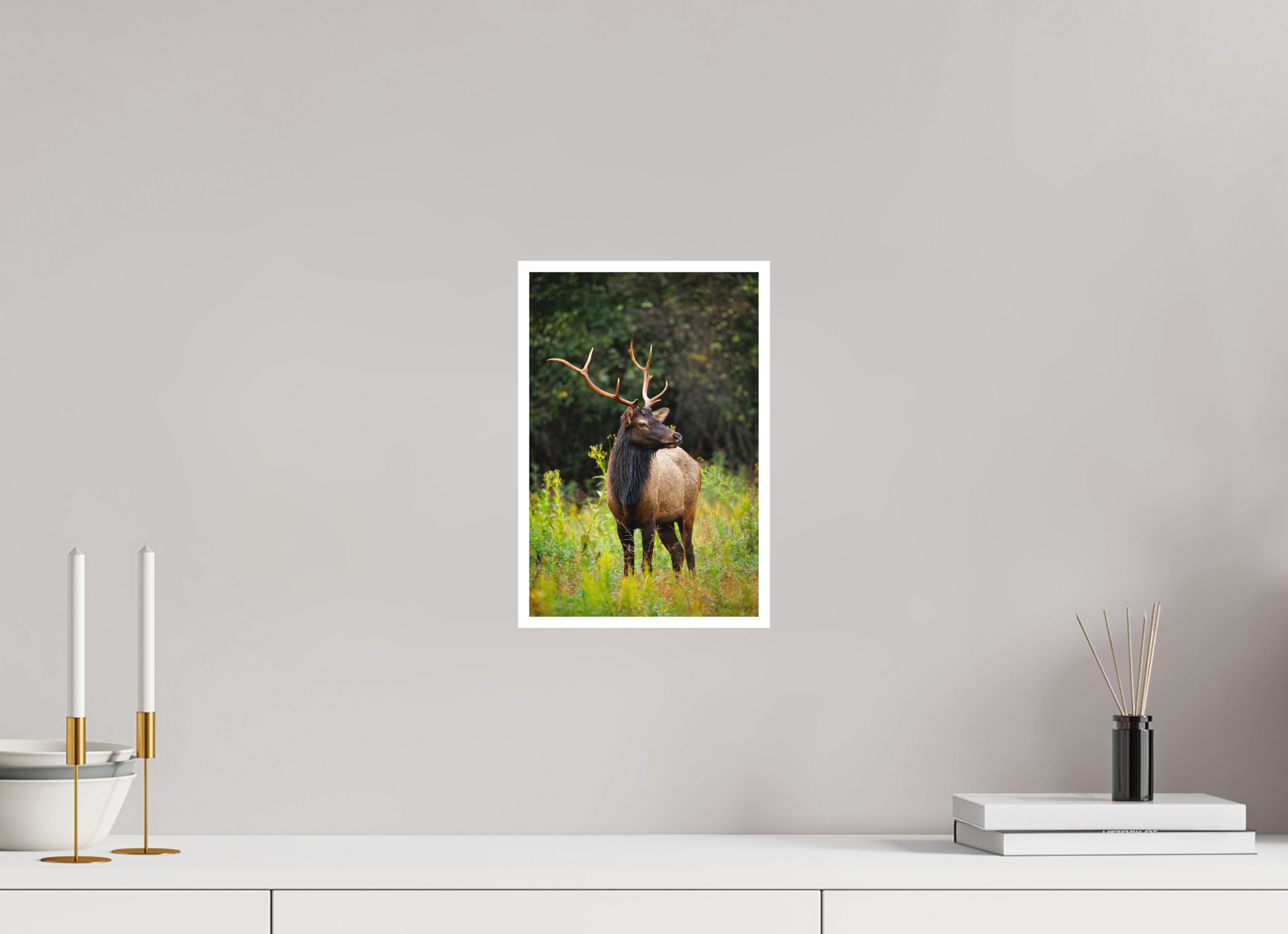 8 x 12″, Fine art print "The Watchful King" - Elk
