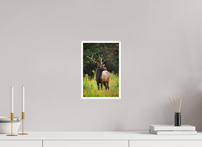 8 x 12″, Fine art print "The Watchful King" - Elk