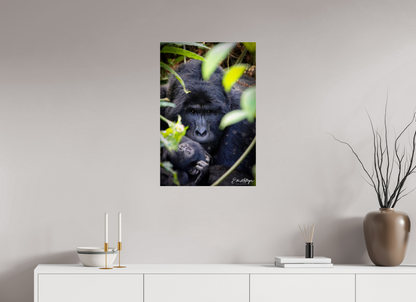 20 x 30″, Acrylic "The Watchful One' - Silverback and his young