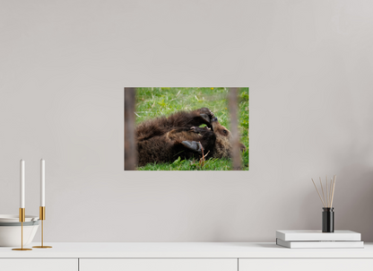 Bear chewing on its foot