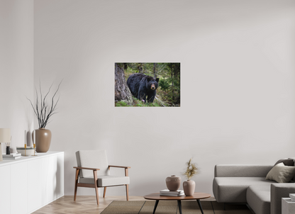 36 x 24″, Canvas "Silent Gaze" - Black Bear