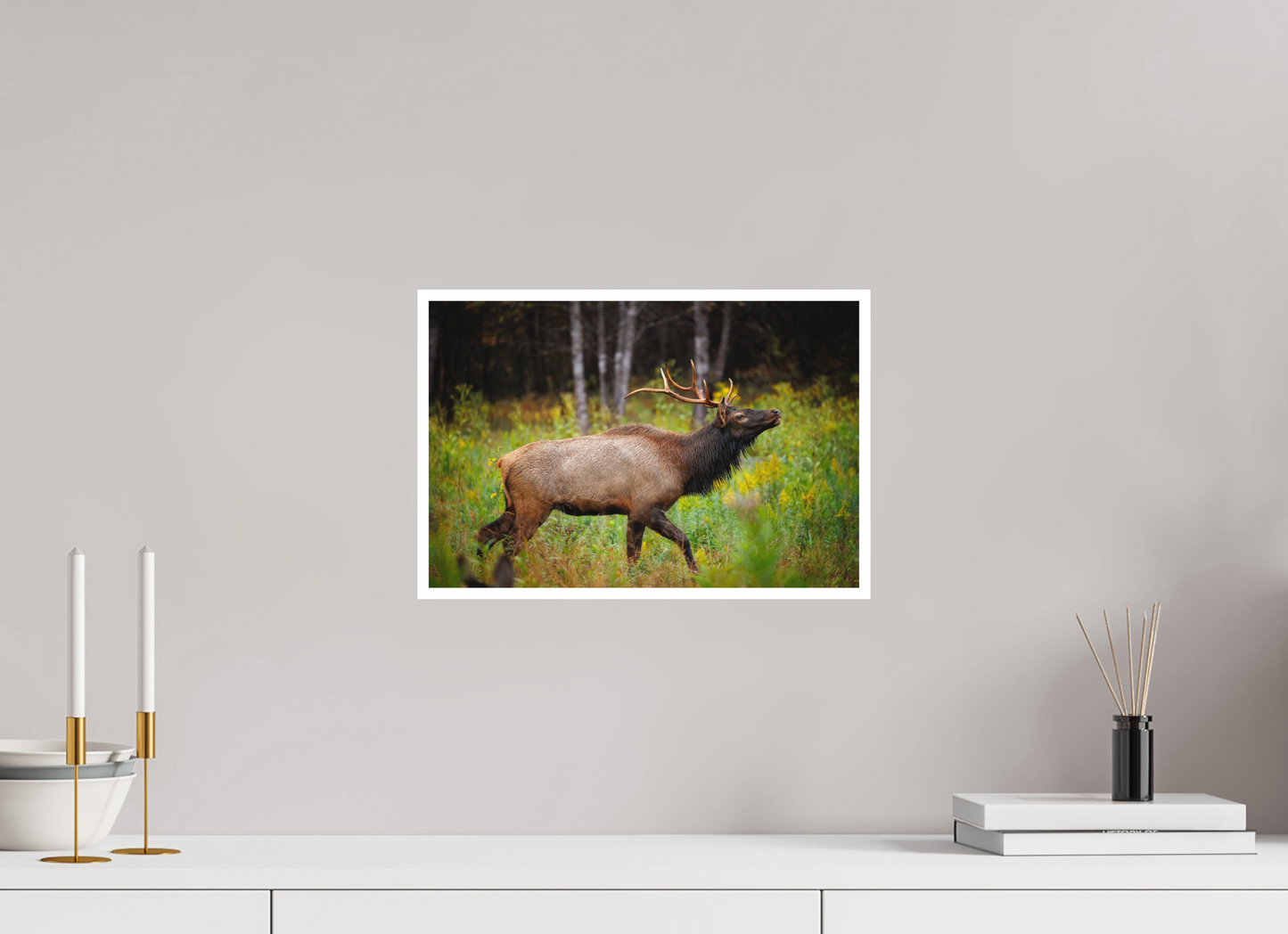 15 x 10″, Fine art print "The Challenger" - Elk