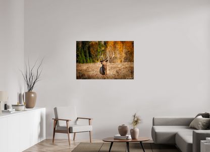 45 x 30″, Metal "Autumn Sentinel" - Bull Elk