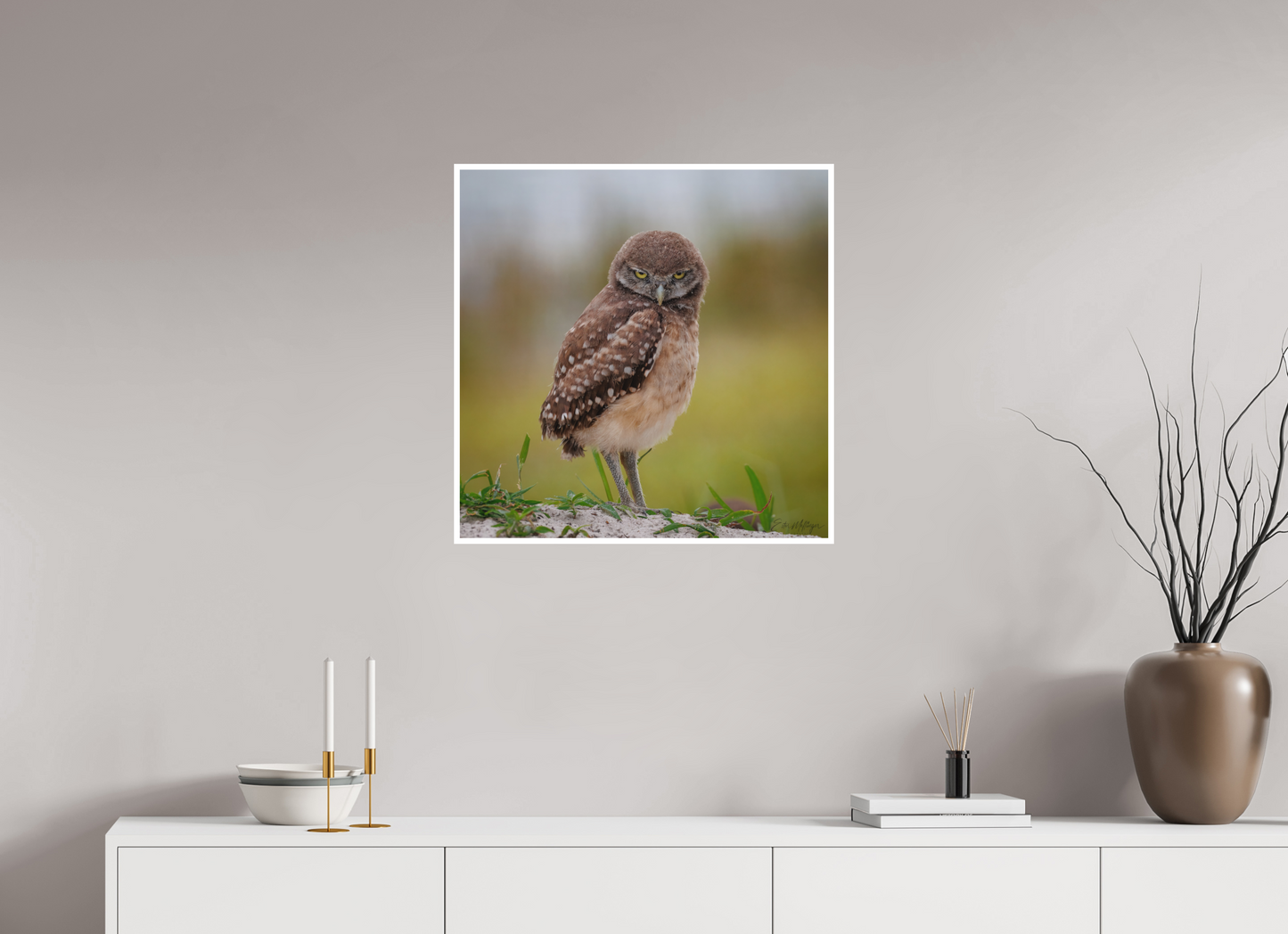 25 x 25″, Fine art print "The Stare Down" - Burrowing owlet