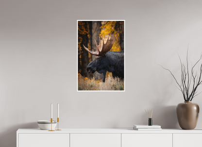 20 x 30″, Fine art print "The Wild One" - Bull moose