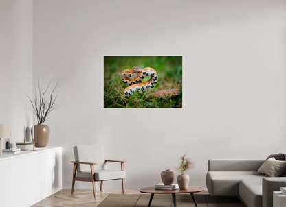 45 x 30″, Metal "Wild Pattern" - Florida Corn Snake