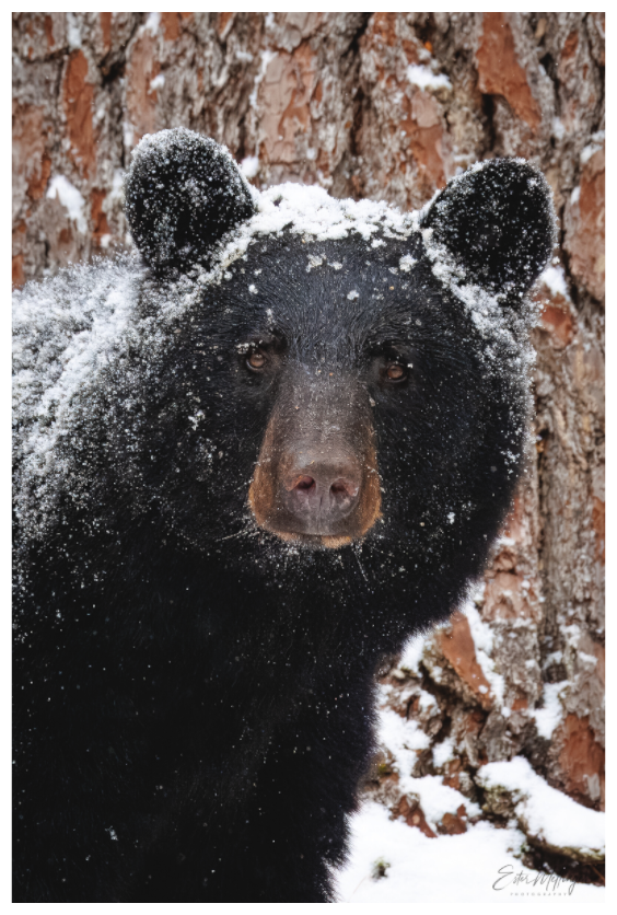 Main image "Smoky Mountain Gaze" - Black bear close-up