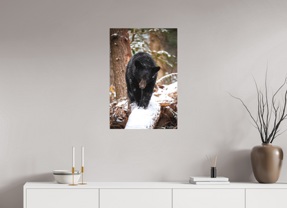 20 x 30″, Canvas "Little Snow Walker" - Black Bear