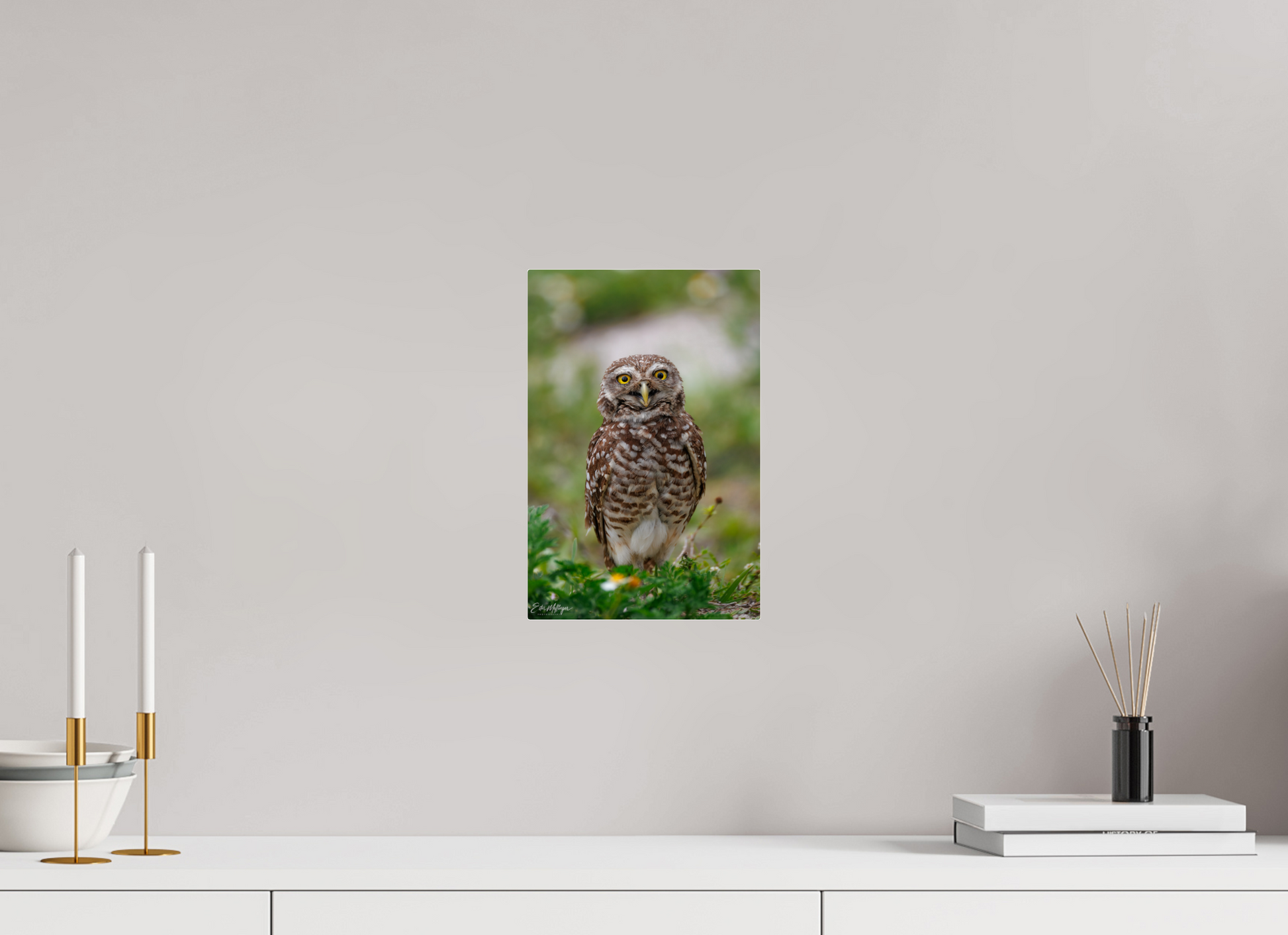 8 x 12″, Acrylic "Wide-Eyed Wonder" - Burrowing Owl
