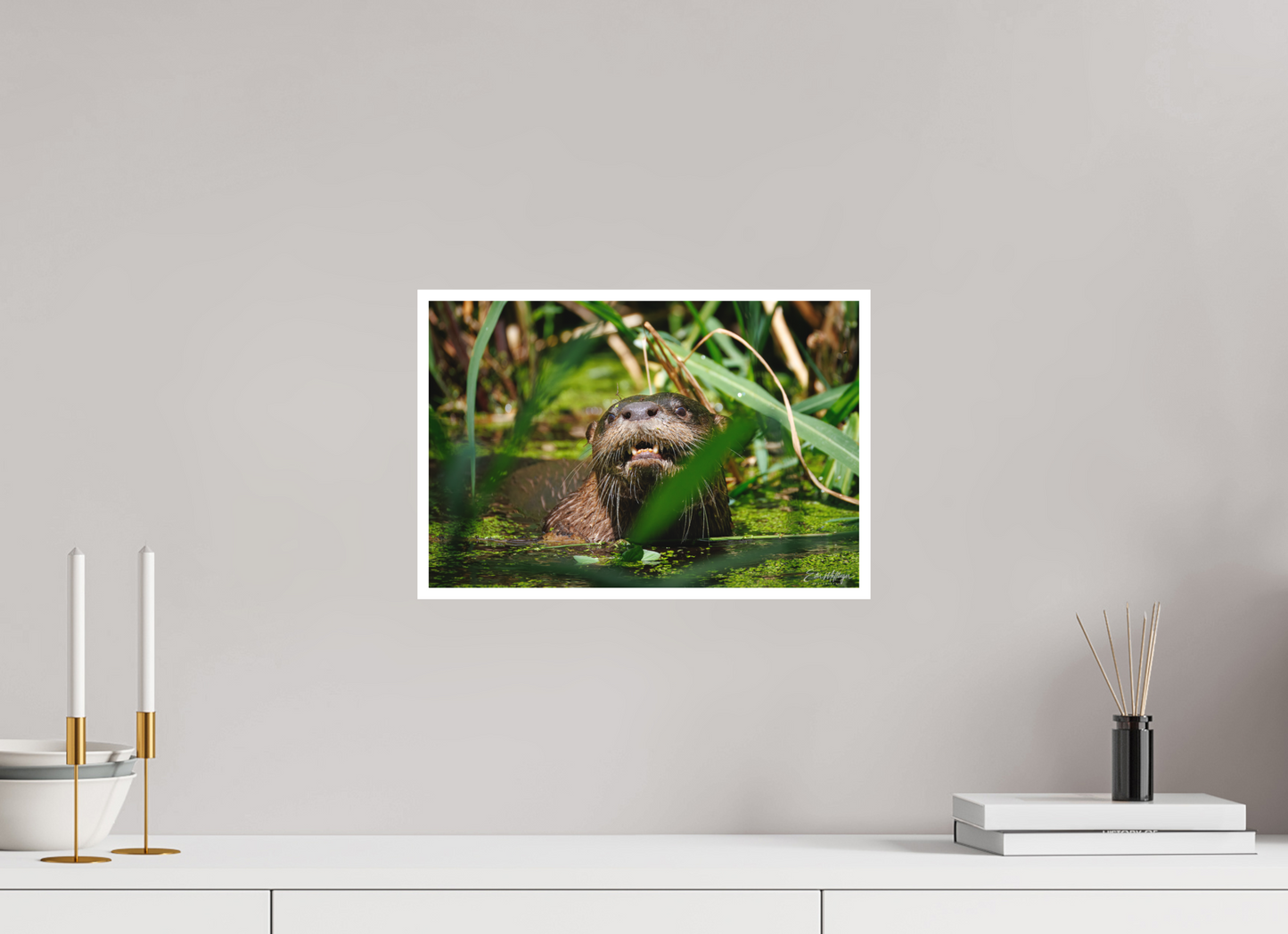15 x 10″, Fine art print "Swamp Watcher" - American river otter