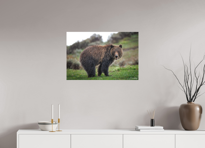 30 x 20″, Canvas "Stormy Charm" - Grizzly Bear