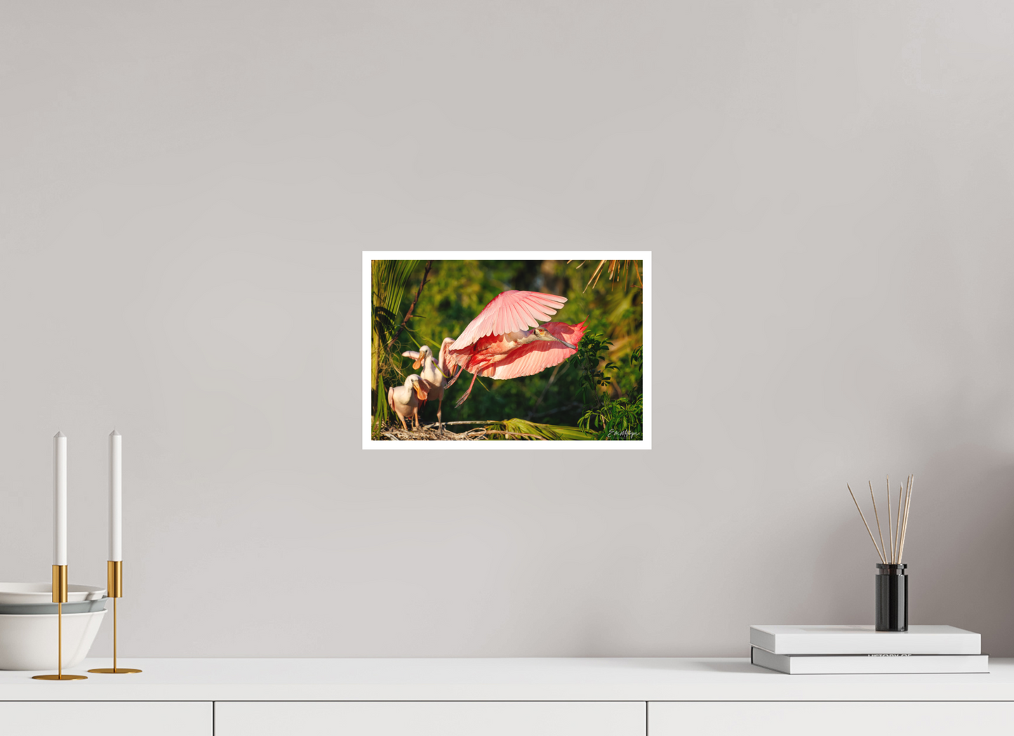 12 x 8″, Fine art print "After the Feeding" - Roseate Spoonbill