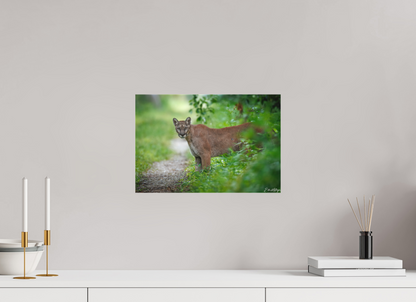 15 x 10″, Canvas Ghost of the Green Forest - Florida Panther