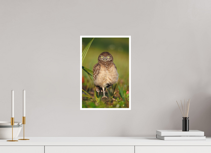 10 x 15″, Fine art print "Little Lookout" - Burrowing owlet
