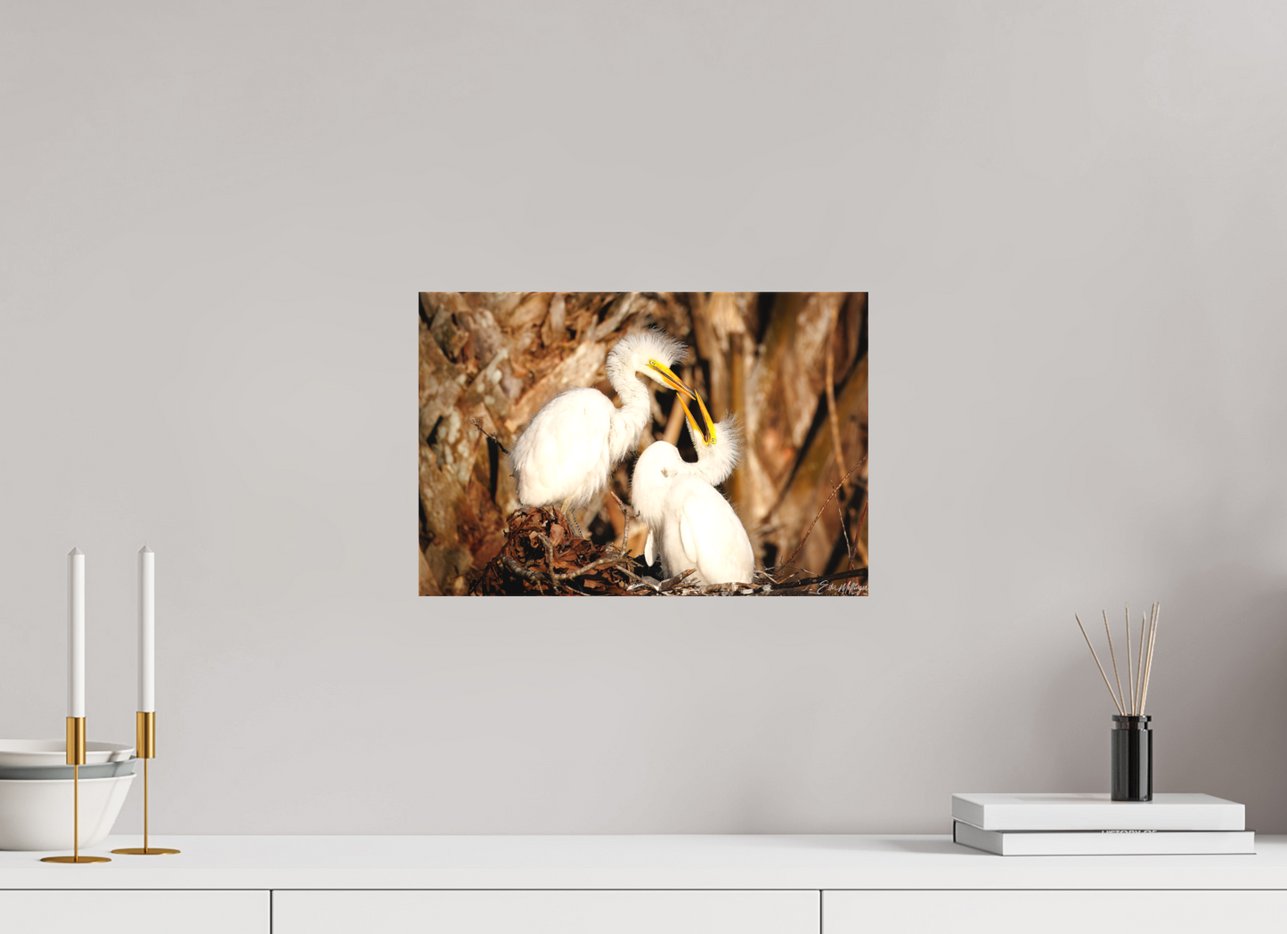 15 x 10″, Canvas "Wetland Nursery" - Great Egrets