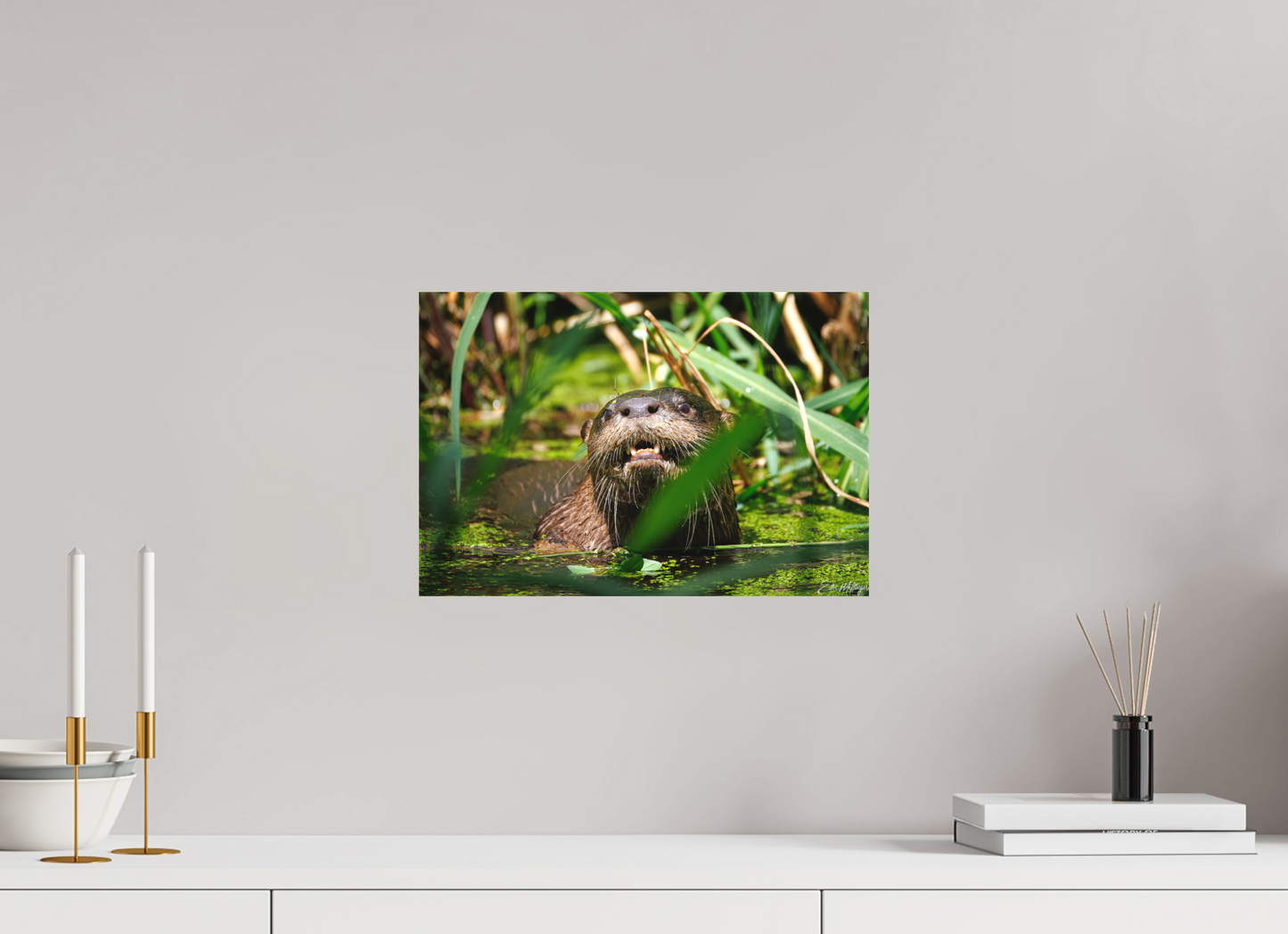 15 x 10″, Canvas "Swamp Watcher" - American river otter