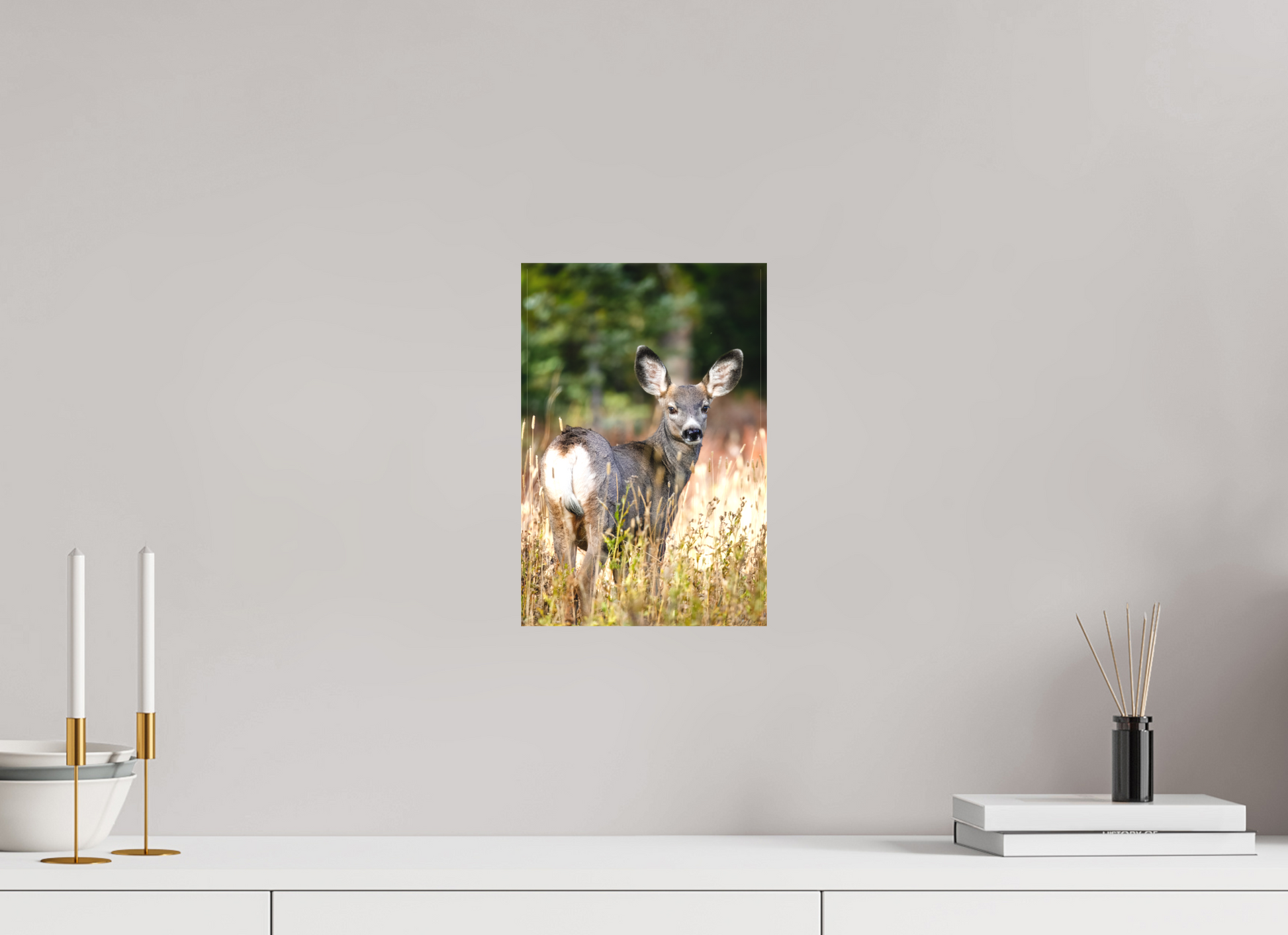 8 x 12″, Canvas "The Look Back" - Mule Deer