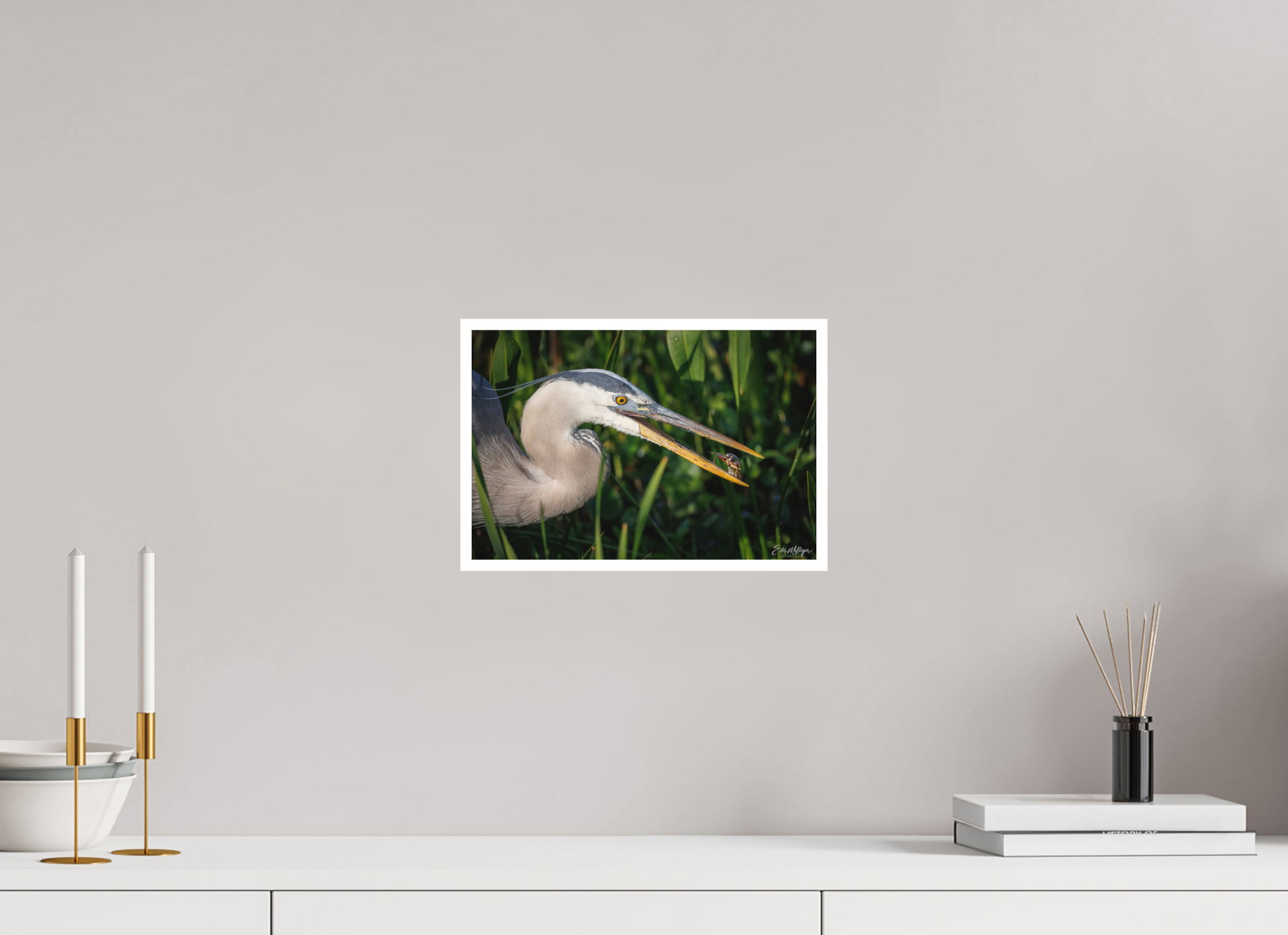 12 x 8″, Fine art print "The Catch" - Great Blue Heron