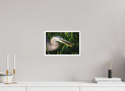 12 x 8″, Fine art print "The Catch" - Great Blue Heron