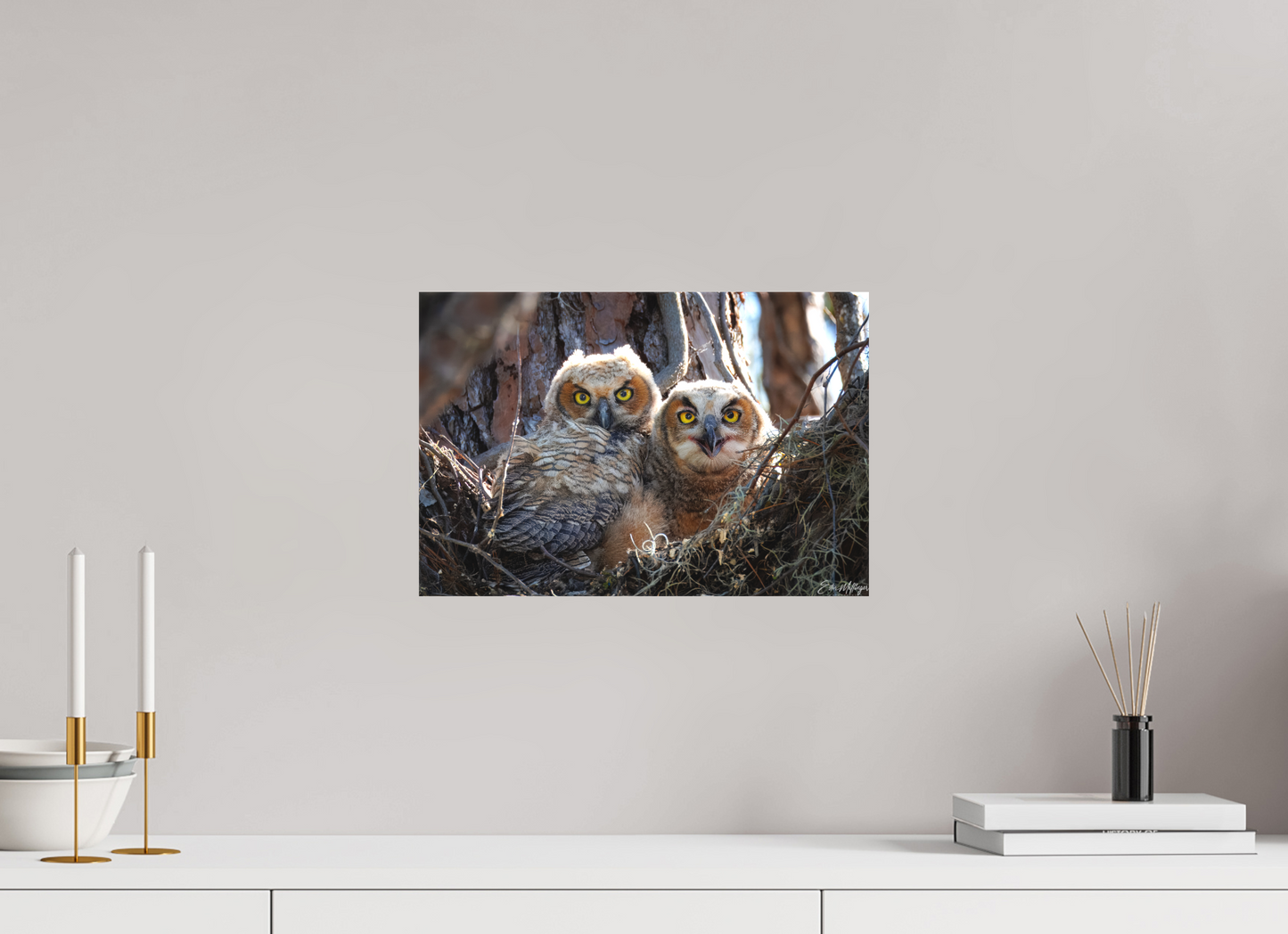 15 x 10″, Canvas "Hidden in the Pines" - Great Horned Owlets