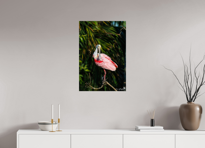 Preening spoonbill