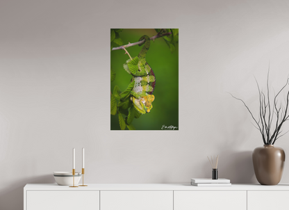 20 x 30″, Canvas "Emerald Acrobat" - Chameleon of the Rainforest