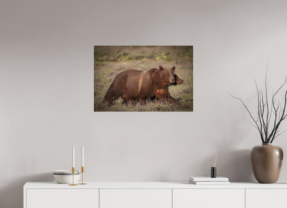 30 x 20″, Acrylic "Grizzly 399 on the Move"