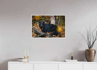 30 x 20″, Fine art print "Between Seasons" - Black Bear