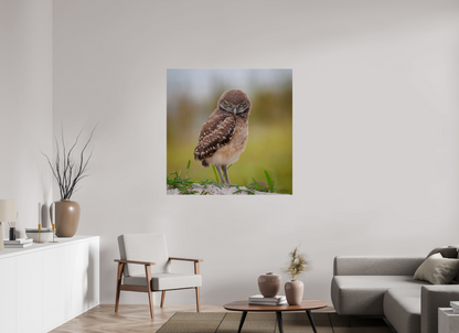 45 x 45″, Acrylic "The Stare Down" - Burrowing owlet