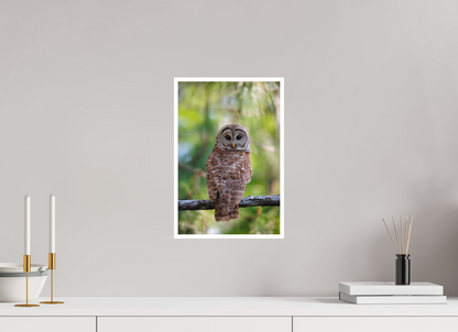 10 x 15″, Fine art print "..." - Barred Owl