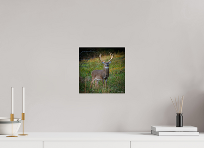 10 x 10″, Metal "Majesty of the cove" - White-tailed Buck